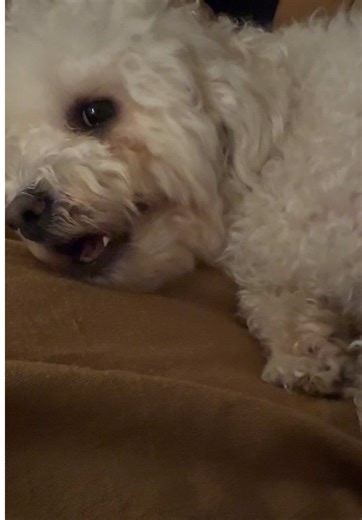 Understanding Dog Biting Behavior in Maltipoos