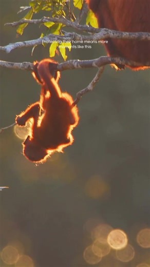 When you choose the FSC logo, you’re choosing to keep forests standing for the families that live in them. #FSC #ForestsForAllForever #home #hug