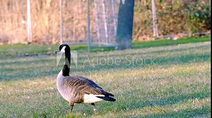 beautiful long-necked birds, Branta canadensis, Canada geese, beautiful waterfowl with webbed feet walks along shore of a city park, migration of feathered, protection wildlife, do not feed animals