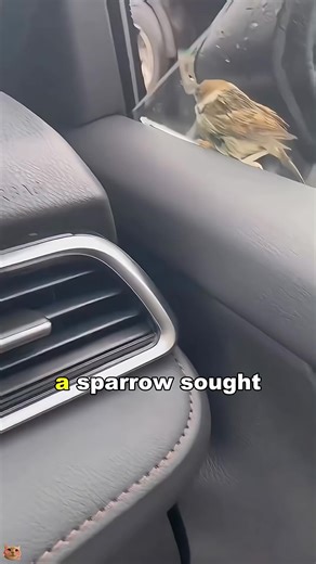 The sparrow by the car window #animals #cute #foryou #birds #love | WildPaws | Facebook