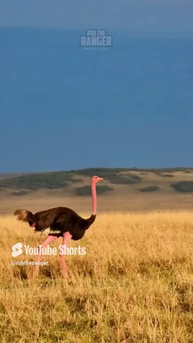Must-See Maasai Ostrich Stands Proud In Wilderness