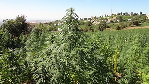 BBC documentary exposes hashish farmers’ vulnerability and officials' alleged involvement
