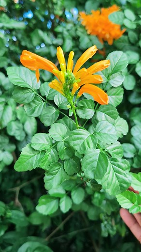 15K views · 381 reactions | Phytonutrients and Bioactive Compounds 101: Cape Honeysuckle | The Weeds and Seeds Guy | Facebook