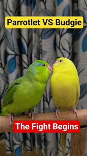 Pacific Parrotlet Vs Budgies Who is Best ? #birds #parrot Both Are Popular most Small Pet bird home