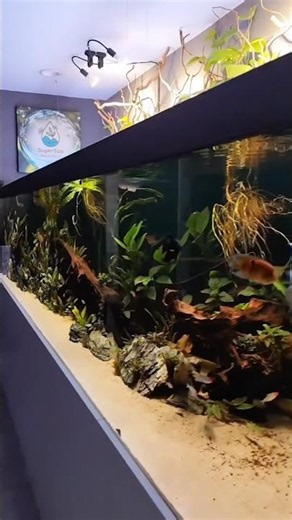 Amazing 3000L aquarium after 35% water change 🐠