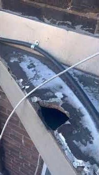 Squirrel Infestation in Roof & Balcony | Full Inspection & Solution