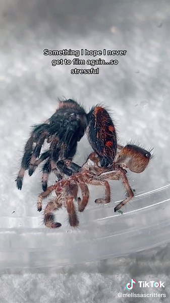 Jumping Spider Molting: Observing a Spider Outside its Web