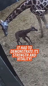 4.1K views · 153 reactions | The cameras of a zoo recorded the beautiful and exciting birth of the new member of the family 漣 | The Kiwi | Facebook