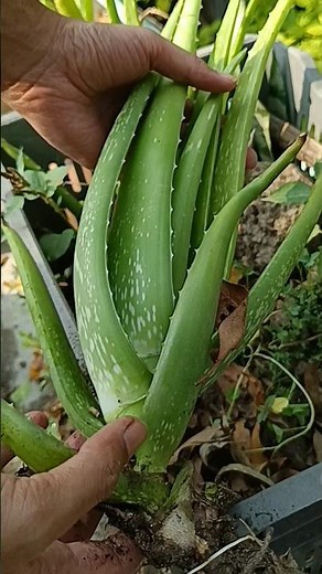 Indoor Aloe Vera Plant Tutorial #shorts #aloevera #plants