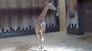 Naissance d'un adorable girafon au zoo de Milwaukee