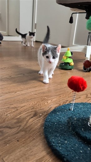 Michael Sheldrake on Instagram: "Jim & Pam: first daily kitten room entry, a big mess, adoption chat, and some zoomies. #vokra #foster #kittens #catlovers #kittenroom"