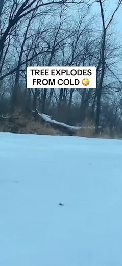 Why Trees Explode in Extreme Cold Weather