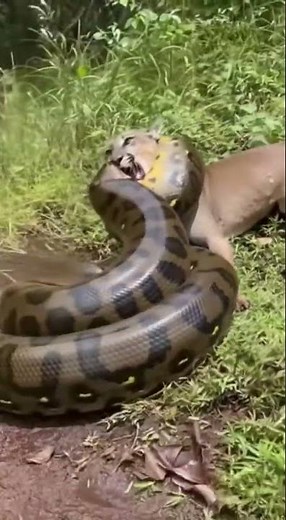 A python fights a cougar