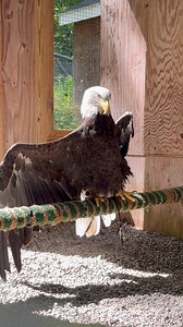 Aurora likes to combine sunning (activating the Vitamin D on her feathers) with a little yoga ❤️ #eagle #baldeagle #aurora #christinescritters #dayinthelife #lovemyjob #sunning #yoga | Christine's Critters Inc.