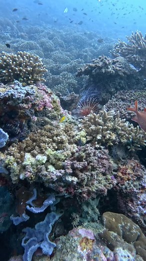 1.7K reactions · 14 shares | Lionfish get a bad reputation in the...