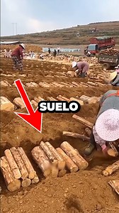 3.8M views · 10K reactions | Como Ganar Miles de Dolares en la TIERRA!  #short #shorts #virales #curiosidades | Panda rojo | Facebook