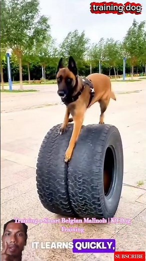 Training a Smart Belgian Malinois | K9 Dog Training #germanshepherd #malinois #belgianmalinois