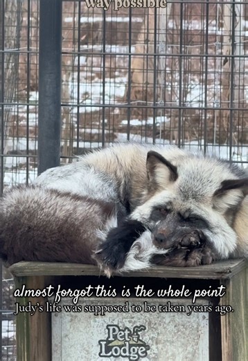 Red foxes are such amazing, versatile animals; so many features that make them incredibly equipped for frigid climates, while also helping them handle the heat of warmer regions. 🥰🦊 #wildliferescue #redfox #TikTokCreatorSearchInsightsIncentive #trend #motivation