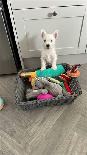 Stanley the Westie