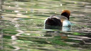 Red-crested pochard (Netta rufina) is large diving duck. Its breeding habitat is lowland marshes and lakes in southern Europe and Central Asia, wintering in the Indian Subcontinent and Africa.
