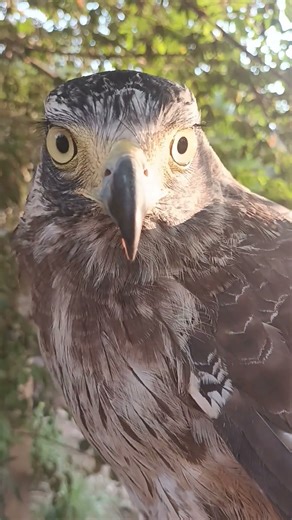 #Hawk #Eagle #Owl #Wildlife #Animal #EagleHawkOwl hawk vs snake, Owl vs snake fight, Eagle Vs Snake,