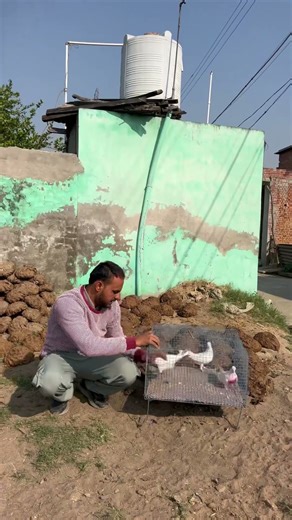 Bacche Eve Udden Lg Jnde aa Ey Good Idea😆#babypigeons #kabootarvlogs #viralvlogs