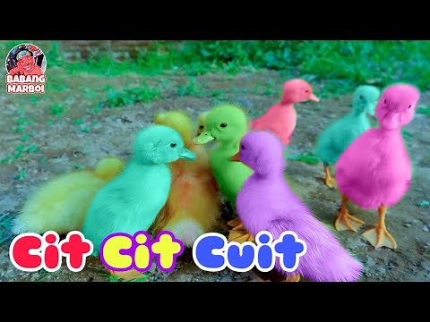 Cit Cit Cuit Bebek Berenang - lagu Anak Indonesia Populer Sepanjang masa | Ondel Ondel Betawi