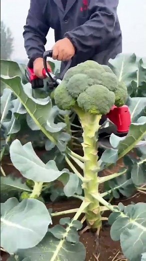 Precision Broccoli Harvesting: Clean Cuts with a Battery-Powered Cutter #shorts#trending #explore