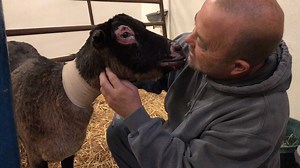 We have an update on Feather, the goat, one of the first animals brought to the UC Davis veterinary hospital from the #Campfire. Her owner, Jim, says she is the lead goat for the other 17 goats in his herd and often accompanied him to the mailbox. She helped lead them to safety and all survived while she suffered the most severe burns. Her face was so swollen that she was blinded for days. After 12 days of care and treatment at the Large Animal Clinic, Feather continues to make an amazing recove