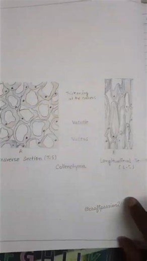 Biology Practical File Project,12th class#shorts#handmade#biology#schoolproject