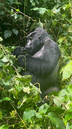 What Are the Best Colors for Gorilla Trekking? I once wore a white shirt on a gorilla trek—big mistake. Every insect found me first! Stick to earthy tones like khaki, brown, or green. They blend with the forest and keep bugs away. Bonus tip: go for UPF-rated shirts for sun protection. Plan your dream safari with our concierge team – the journey starts in our bio 📧 info@gorilla-trekking-safari.com | gorillapathfinders@gmail.com 🌍 gorilla-trekking-safari.com 📲 WhatsApp: 256771204207 | Chat | Je