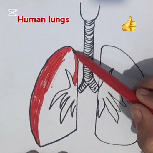 Drawing human lungs today. #art #knowledge