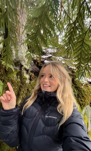 Poikilohydry means that the organism cannot regulate its own water content, and it’s entirely reliant on its environment - and mosses, liverworts and some ferns follow this lifestyle🌿 This is why we typically see moss growing in moist habitats, and why we also see moss growing in large colonies, because it increases its water retention capabilities. Algae’s and lichens also live this poikilohydric lifestyle and it’s an adaptation to deal with irregular water supply. So in winter when these spec