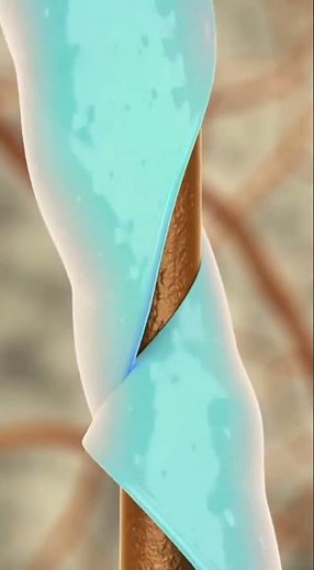 What Is the Myelin Sheath? | How It Speeds Up Neural Signals