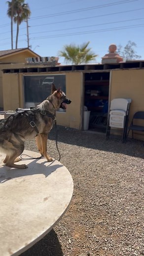 4.5K views · 51 reactions |   : @cant.tap.craig #gsd #germanshepherd #protection #besafe #safety #onepercentbettereveryday #drive #toughlove #jefe #boss #training #workinglinegsd #gotem | that.shepherd.girl | Facebook