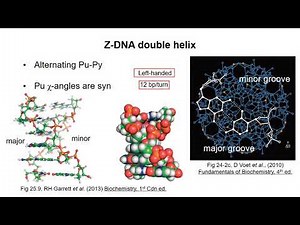 Nucleic Acid Structure 1 – DNA double helices