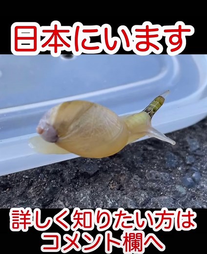 カタツムリとロイコクロリディウムの真実