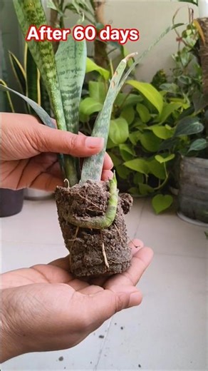 Snakeplant leaf propagation #shorts #snakeplant #propagation #indoorplants #plantcare #shortsfeed