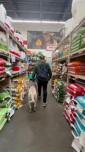 1 yr Labrador Shadow~ Best Labrador Trainers ~ Off Leash K9 Training Phoenix