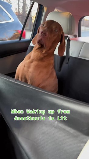 Heartwarming Moments: Dogs Waking Up from Anesthesia