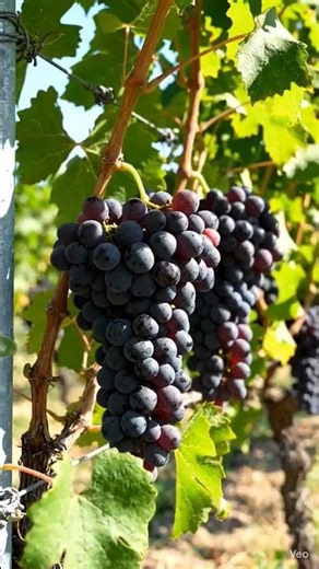 From planting a small vine to harvesting sweet black grapes🍇#BlackGrapes #NatureGrowth #Agriculture