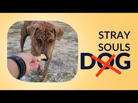 🐕 Stray Dogs on the Street & Village Life | Heartwarming Moments