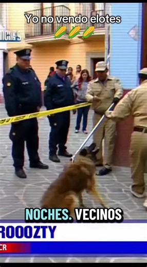 ¡En vivo y en directo desde Guanajuato! 🚨 Las cámaras captan el momento de un ataque real por un perro feroz. Un vecino se defendió heroicamente con una tapa de bote de basura gritando: '¡Tranquilo compa, yo no vendo elote!' 😂🛡️ mientras oficiales de control animal luchan por contenerlo. 🔥 Esto NO es una caricatura. 🐺 #AtaqueDePerro #YoNoVendoElote #Guanajuato #NotaRoja #kro0ozty