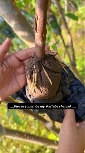 General fruit tree propagation methods #floweringtips #flowersandplants #plantingtips