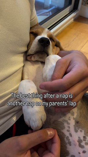 Puppied so hard, ruff #beagle #beagle_mania #beaglepuppy #beaglenap | Raymond The Beagle