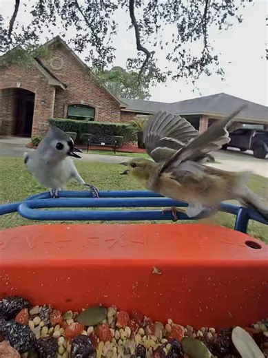 Birds in Action: American Goldfinch vs. Tufted Titmouse