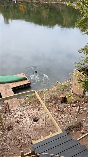 Bandit loves his job! | Brian Skrukrud