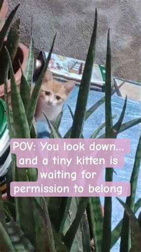 This tiny kitten stood quietly outside, looking up with hopeful eyes #catworld