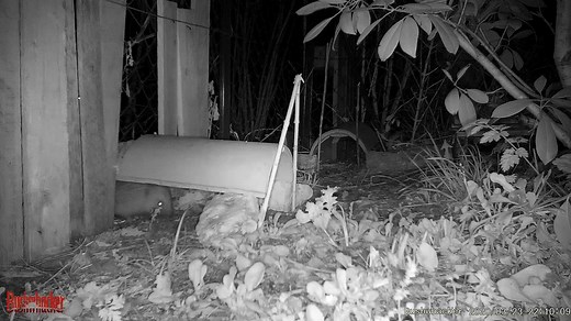 🦔 Envie d’aider le hérisson ? Aménagez-lui un passage de 15 x 15 cm dans vos clôtures ou vos grillages.🏡 Il pourra ainsi circuler facilement d’un jardin à l’autre pour trouver sa nourriture mais aussi… l’amour ! 💚 😊 🌙 Chaque nuit ce petit marathonien parcourt entre 3 et 4 kilomètres. 💪 En réalisant ce geste simple vous le tiendrez également à distance des routes.🚗 😉 #MissionHérisson | LPO France