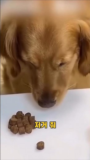 자 야바위 갑니다 #귀여운강아지 #동물
